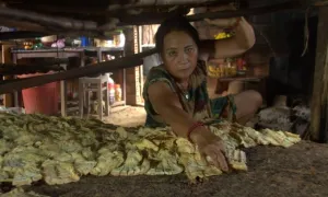Sấy măng rừng trên lò đất đỏ