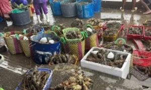 Tôm hùm chết hàng loạt do lũ